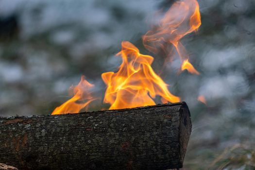 Orange flames dance as they rise above a burning log in an outdoor fire.