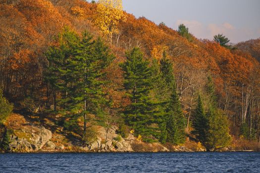 Evergreen trees grow alongside deciduous ones, which are losing their orange and yellow leaves in autumn. The trees are on the side of a hill at the edge of a lake.
