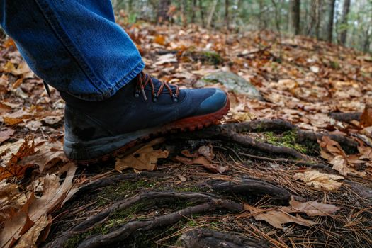 A hiker's boot steps on an exposed tree root on the ground of a hiking trail in autumn. Fallen leaves and pine needles cover the forest floor. The hiker wears blue jeans.