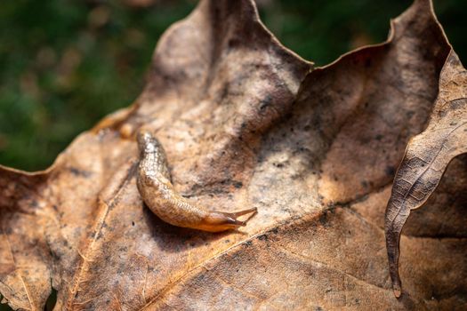 A brown land slug crawls across a dry maple leaf, its slimy body gliding across the textured surface.