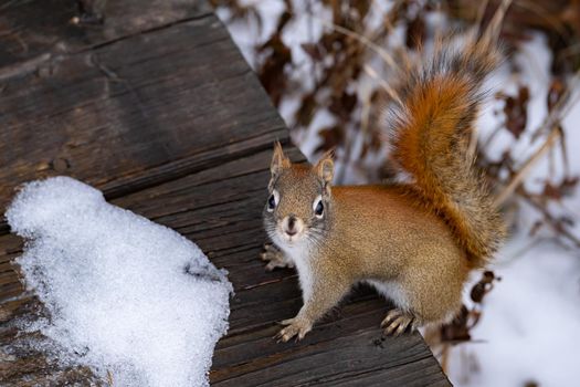 A wild American red squirrel with a fluffy, furry tail looks up from the edge of a boardwalk on a nature trail, its cute face giving a curious greeting. Snow is seen on the ground and wood.