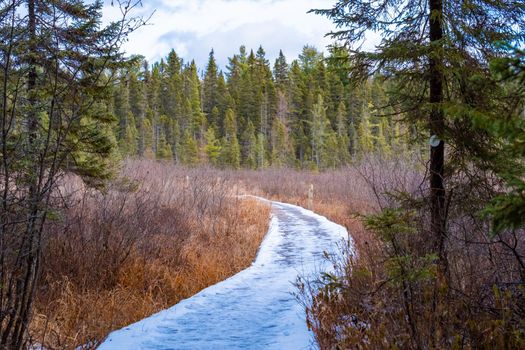 A snow-covered boardwalk on a nature trail emerges and winds from the forest into a marshy clearing with dried grass and bare bushes. The forest is seen continuing on the other side.