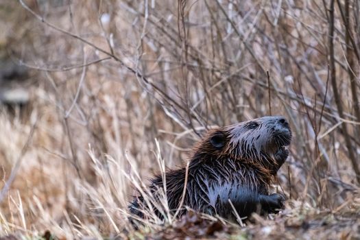 A Canadian beaver with wet fur is emerging from dry grass and bare trees while gathering branches for its lodge in late autumn.