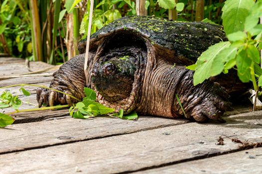 A common snapping turtle emerges from reeds onto a boardwalk. Its long claws and weathered skin and shell show its advanced age of this individual of a long-lived species.