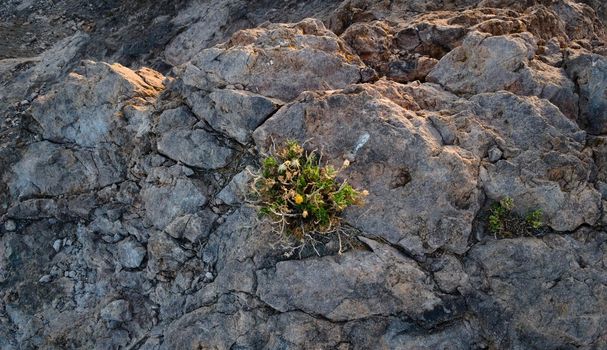 Desert plant growing on a rocky outcrop near Uspallata, Mendoza, Argentina.