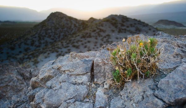 Desert plant growing on a rocky outcrop near Uspallata, Mendoza, Argentina.