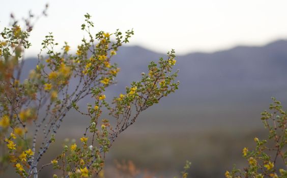 Plant of Jarilla (Larrea divaricata) in bloom near Uspallata, Mendoza, Argentina.