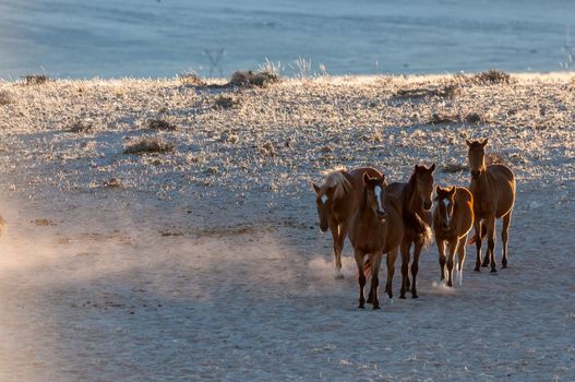 Wild horses of the Namib walking at sunrise. Photo taken at Garub