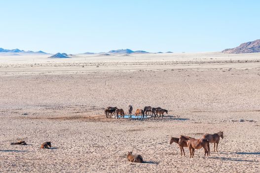 A view of wild horses of the Namib at the waterhole at Garub near Aus