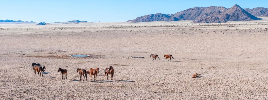 Panoramic view of wild horses of the Namib at the waterhole at Garub near Aus