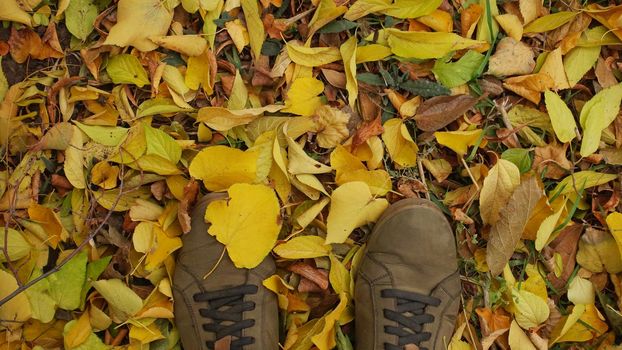 A man stood in shoes on the autumn foliage from a fallen tree in the park. Walk in the autumn park.