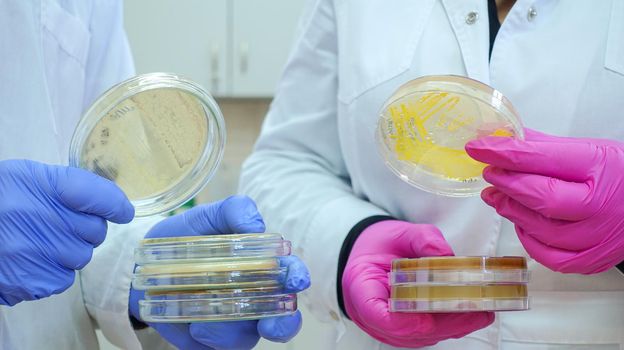 Two scientists in pink and blue gloves, holding petri dishes in their hands, standing in the laboratory. Scientists are analyzing the results of an experiment with bacteria.