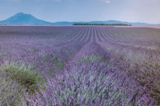 Valensole Plateau, Provence, Southern France. Lavender field at sunset. Provence