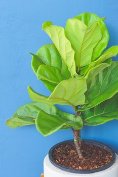 Close up view of Fiddle leaf fig, Ficus lyrata with blue background.