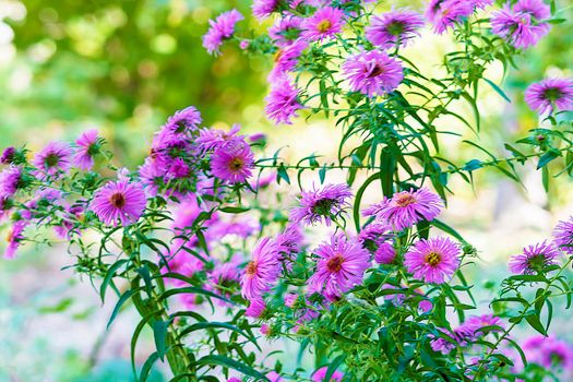 Mini chrysanthemum, purple. Is using for indoor decoration, and also for Chinese praying.