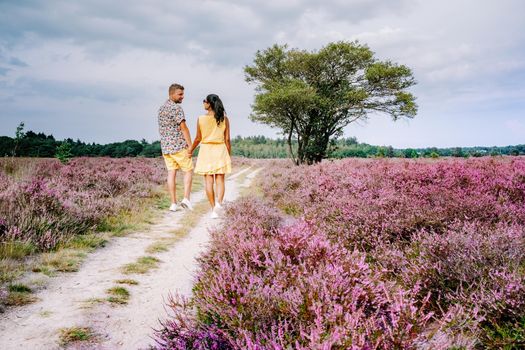 Blooming heather field in the Netherlands near Hilversum Veluwe Zuiderheide, blooming pink purple heather fields in the morniong with mist and fog during sunrise Netherlands Europe