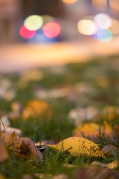 Evening autumn city scenery: Leaf in the foreground, urban city lights in the background