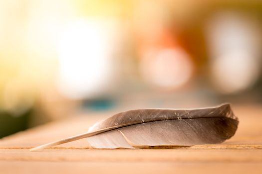 Feather is lying on a wooden desk, outside with copy space