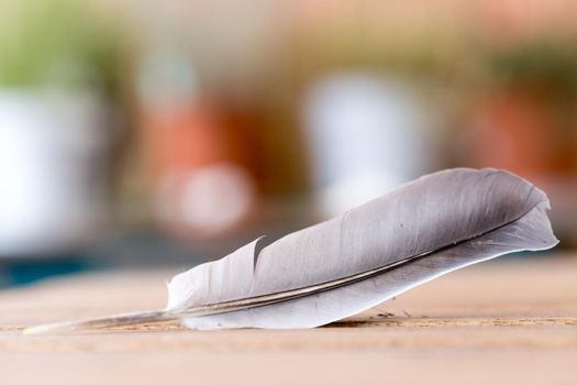 Feather is lying on a wooden desk, outside with copy space