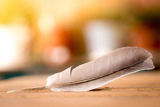 Feather is lying on a wooden desk, outside with copy space