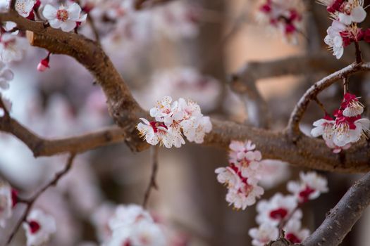 Close up picture of blooming apricot tree, pink blossoms in spring.