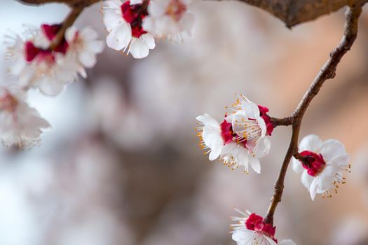 Close up picture of blooming apricot tree, pink blossoms in spring.