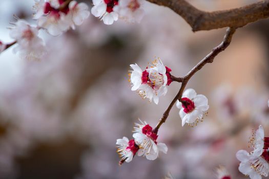 Close up picture of blooming apricot tree, pink blossoms in spring.