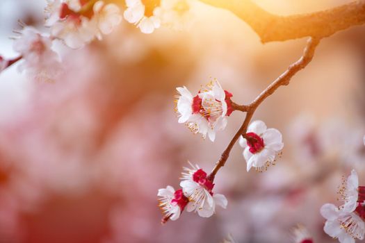 Close up picture of blooming apricot tree, pink blossoms in spring.