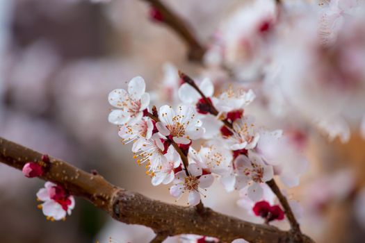 Close up picture of blooming apricot tree, pink blossoms in spring.