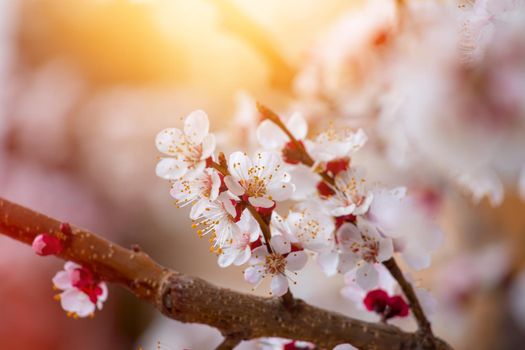 Close up picture of blooming apricot tree, pink blossoms in spring.