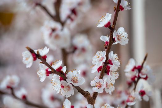Close up picture of blooming apricot tree, pink blossoms in spring.