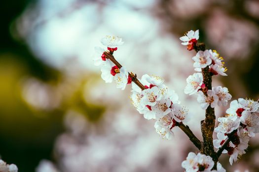 Close up picture of blooming apricot tree, pink blossoms in spring.