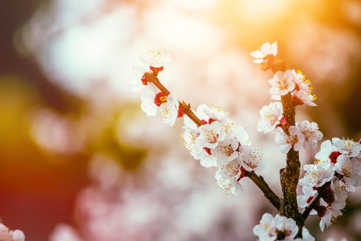 Close up picture of blooming apricot tree, pink blossoms in spring.