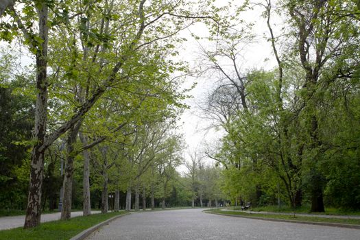 A wide walking alley along grow trees. Cloudy morning in spring in the park. Spring cloudy mood walk in the park.