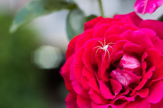 In the frame below is a red rose on which sits a white spider. The spider on the rose is waiting for its prey. The white spider went hunting.