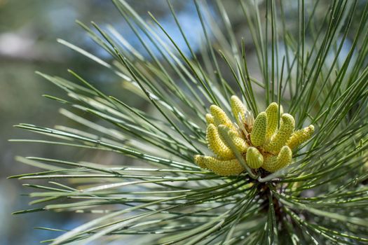 Flowering pine in the spring, close-up of inflorescence.