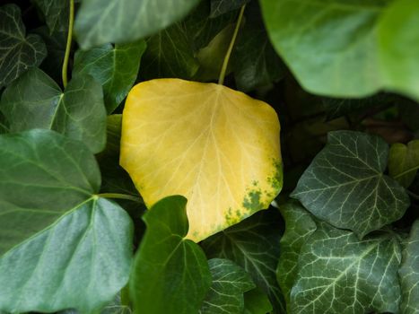 Stand out from the crowd. Yellow leaf among greens.