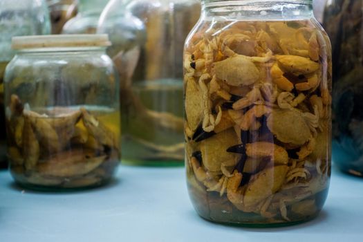 Small crabs preserved in a jar. Dead crabs in a jar. Zoological preparation. Museum of Marine Biology.