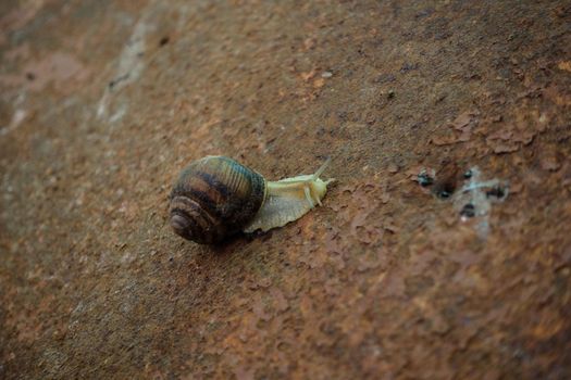 A large snail crawls to eat on the metal surface. A snail on rusty metal.