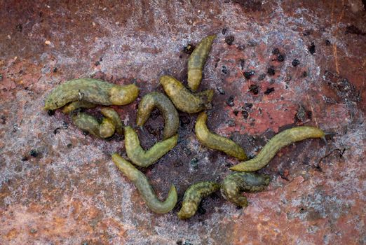 A group of slugs on a rusty metal sheet. Animal for ecology. Natural protection.