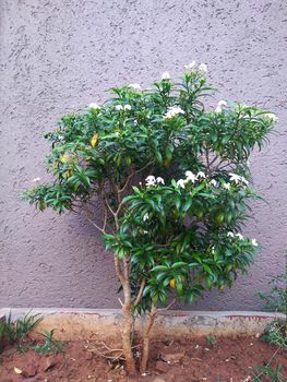 Vinca white flower tree with greener leafs on concrete background close up image.