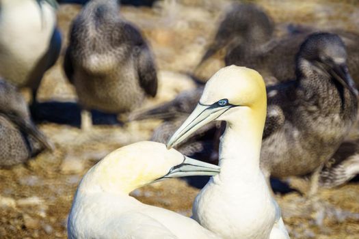 Pair of Gannet birds in the Bonaventure Island, near Perce, at the tip of Gaspe Peninsula, Quebec, Canada