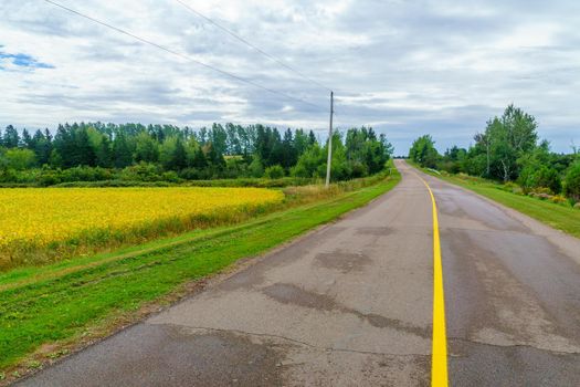 View of countryside and a yellow field near Bideford, Prince Edward Island, Canada