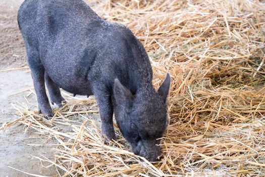 fat black pigs and pregnant while eating.