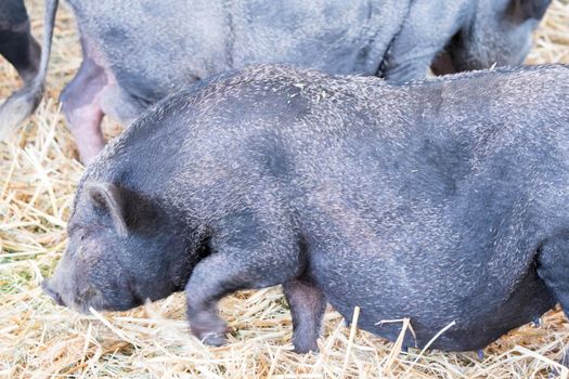 fat black pigs and pregnant while eating.