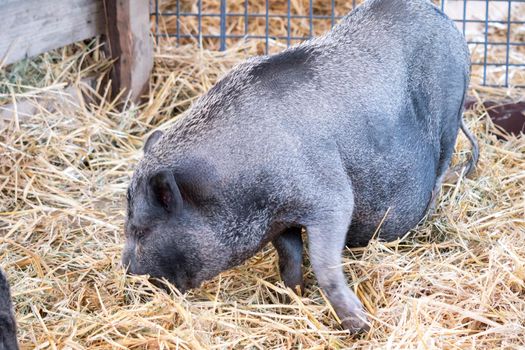 fat black pigs and pregnant while eating.