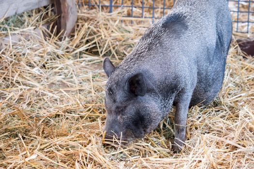 fat black pigs and pregnant while eating.