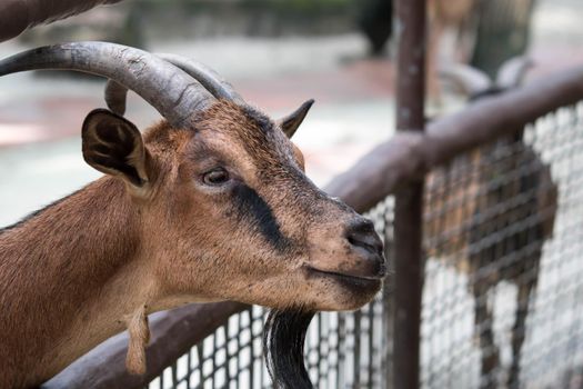 Goats head,Young goats are eating vegetable,little goats are in a small open-air wooden stable at garden goat farm.travel,tourism
