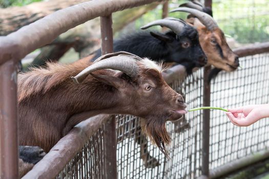 Goats head,Young goats are eating vegetable,little goats are in a small open-air wooden stable at garden goat farm.travel,tourism