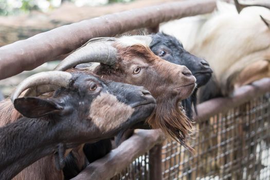 Goats head,Young goats are eating vegetable,little goats are in a small open-air wooden stable at garden goat farm.travel,tourism